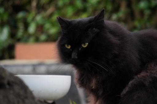 黒猫アップ 猫,野良猫,地域猫の写真素材