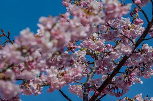 青毛堀川沿いの河津桜 青毛堀川沿いの河津桜 河津桜,サクラ,鳥の写真素材