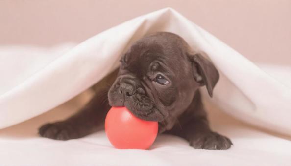フレンチブルドッグの子犬 フレンチブルドッグの子犬の写真