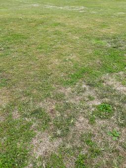 広場の芝生の写真