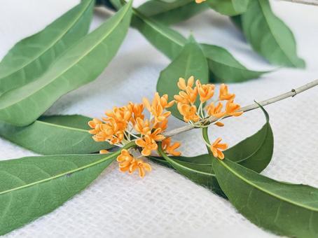 キンモクセイ キンモクセイ,花,植物の写真素材