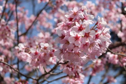 桜 桜の写真