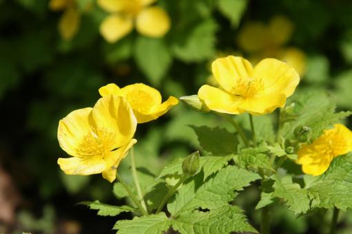 ヤマブキソウ・山吹草 ヤマブキソウ・山吹草の写真