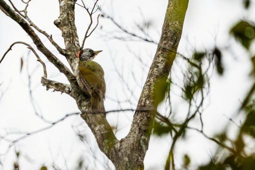 アオゲラ⑴の写真
