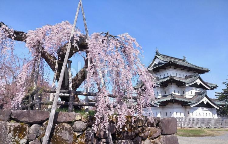 弘前公園のしだれ桜 花,春,青森の写真素材