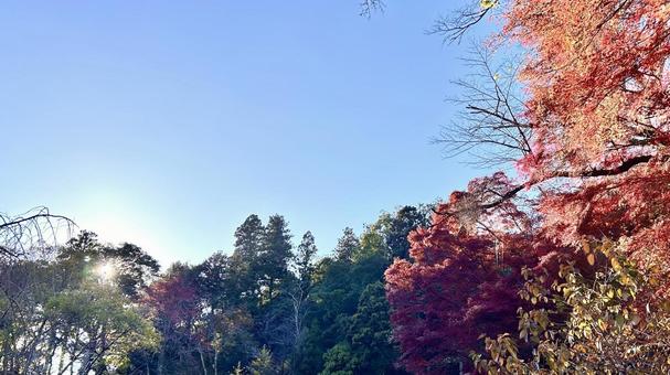 色づく山 秋,風景,四季の写真素材