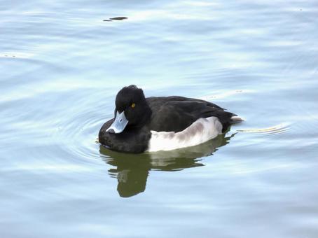 郊外の池で越冬するキンクロハジロのオス キンクロハジロ,鳥,野鳥の写真素材