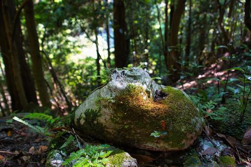 土のうに生えた植物 土のうに生えた植物 自然,森,岩の写真素材