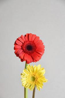 二色のガーベラ 二色のガーベラ ガーベラ,オレンジ色,フラワーの写真素材