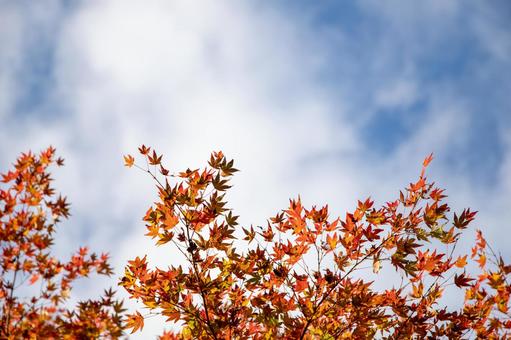紅葉の写真