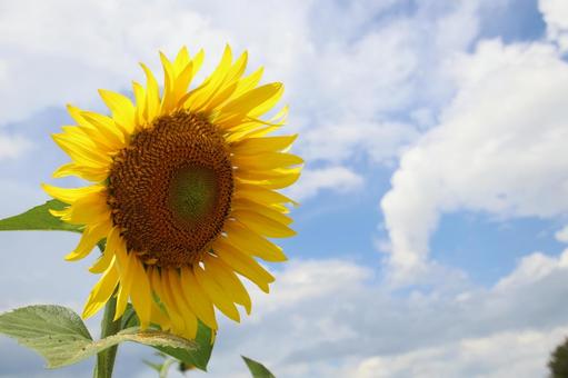 ひまわり 夏,熱い,花の写真素材