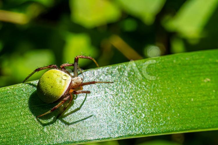 雫の乗ったワキグロサツマノミダマシ ワキグロサツマノミダマシ,昆虫,生物の写真素材