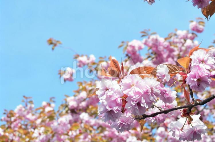 桜と青空 桜,花,さくらの写真素材