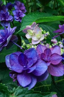 紫陽花 紫陽花の写真