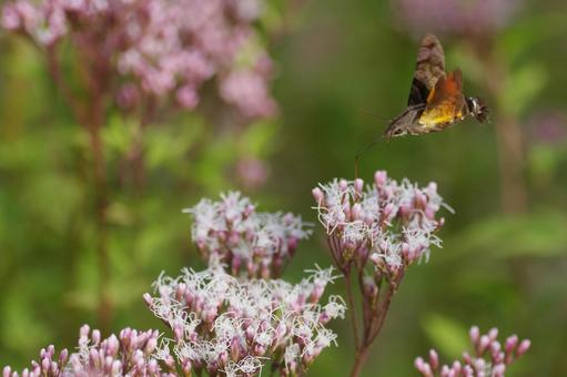 フジバカマとホウジャクの写真