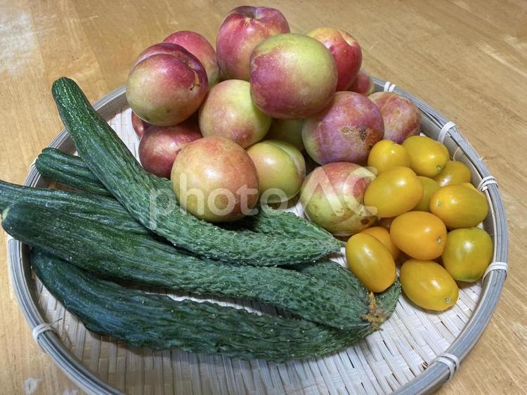 家庭菜園で採れた夏の野菜と果物 家庭菜園,野菜,きゅうりの写真素材
