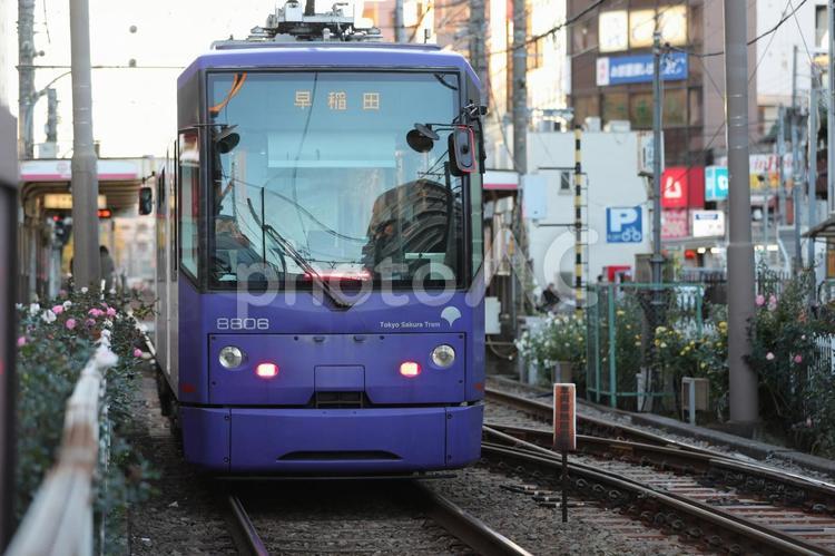 東京さくらトラム　早稲田行 東京さくらトラム,鉄道,路面電車の写真素材