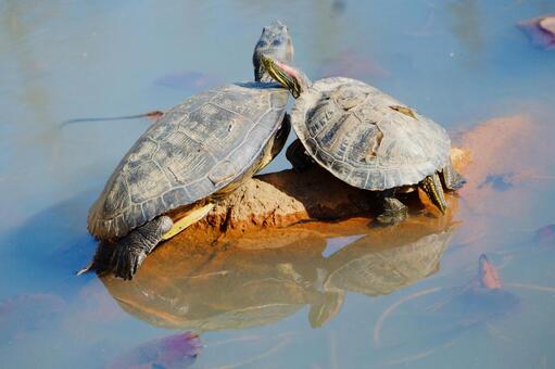 亀2匹 亀,池,２匹の写真素材