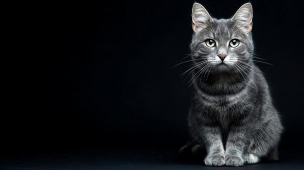 座る猫とコピースペース 座る猫とコピースペースの写真