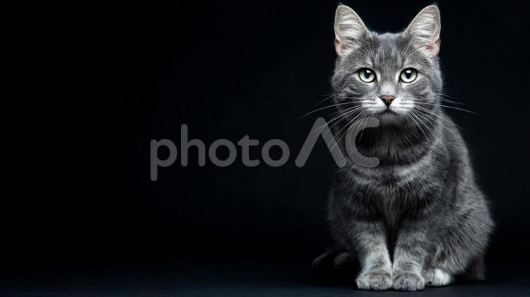 座る猫とコピースペース 猫,コピースペース,動物の写真素材