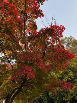 紅葉　もみじ狩り 紅葉,秋,もみじの写真素材