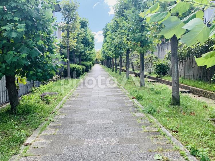 上から見た並木道 並木道,樹木,木の写真素材