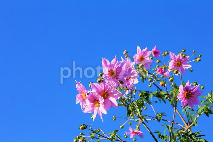 仰ぎ見る皇帝ダリアの美しい花 皇帝ダリア,ピンクの花,高い花の写真素材