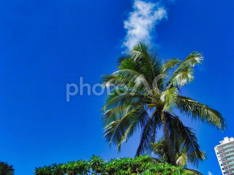 ハワイの青い空とヤシの木 青空,ヤシの木,緑の写真素材