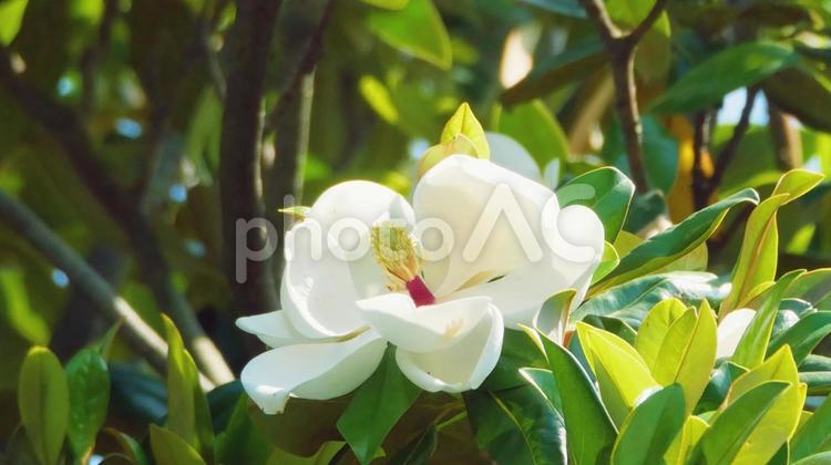 タイサンボクの巨大な花 タイサンボク,白色,花の写真素材