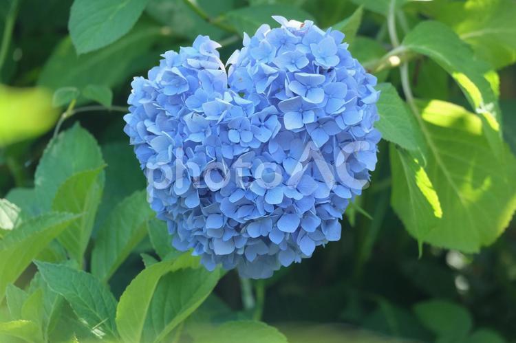 ハートのアジサイ アジサイ,ハート,青の写真素材