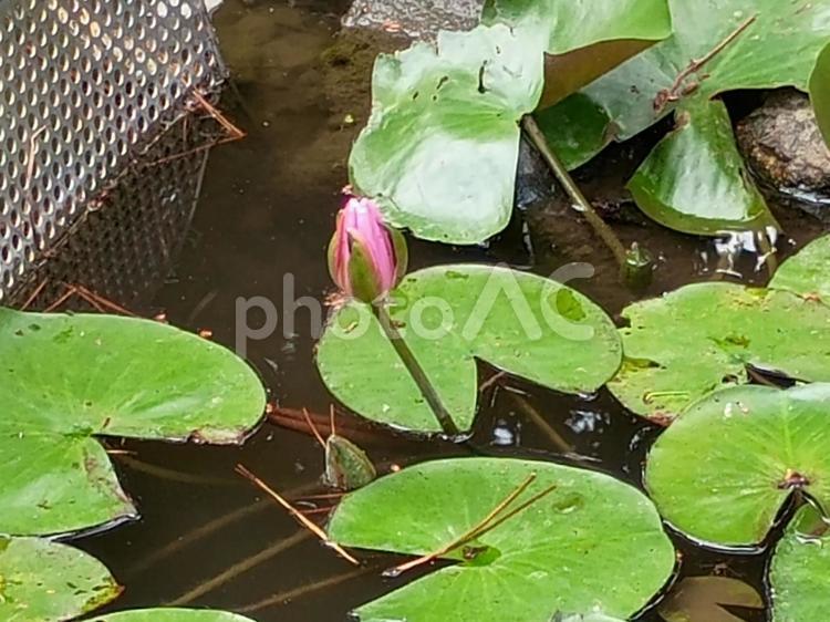 咲き始めの蓮の花 蓮,花,植物の写真素材