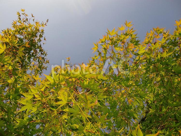 秋晴れのイロハモミジ(もうじき紅葉) カエデ,イロハモミジ,青もみじの写真素材
