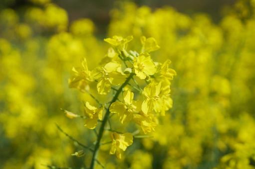 佐賀 武雄　馬場の山桜　菜の花畑4の写真