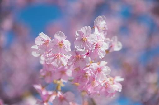 青空と河津桜 おめでとう,サクラサク,祝いの写真素材