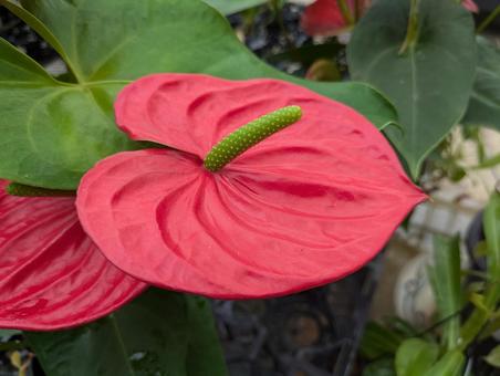 アンスリウムです アンスリウム,花,flowerの写真素材