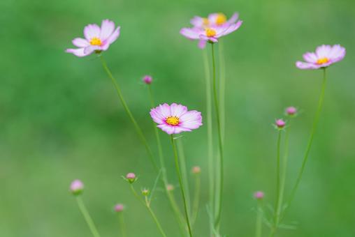 Beautiful pale pink cosmos, JPG