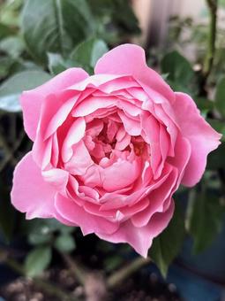 ベランダのバラ・ローブデコルテ バラ,薔薇,ローブデコルテの写真素材