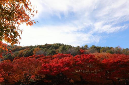 紅葉　長野県　もみじ湖 秋,モミジ,木漏れ日の写真素材