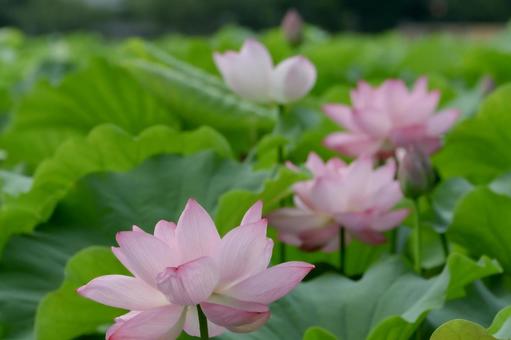 lotus, JPG
