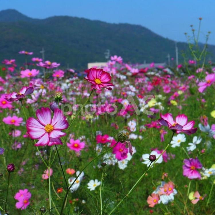 美しきコスモス コスモス,秋,京都の写真素材