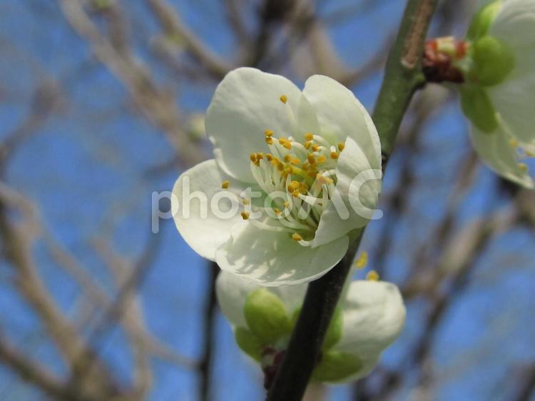 梅の花と青空の風景 梅,白い花,蕾の写真素材