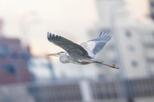空飛ぶアオサギ 空飛ぶアオサギ サギ,アオサギ,野鳥の写真素材
