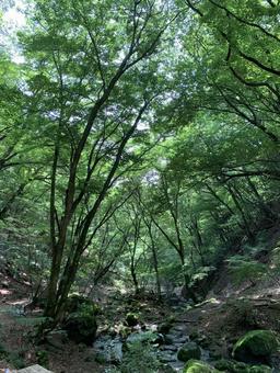 深い緑に包まれた渓谷の木立と小川 森林,渓谷,渓流の写真素材