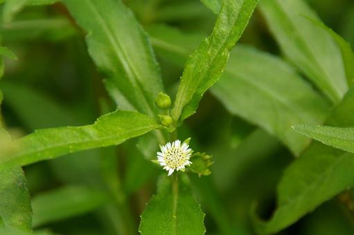 アメリカタカサブロウ アメリカタカサブロウ,亜米利加高三郎,鱧腸の写真素材