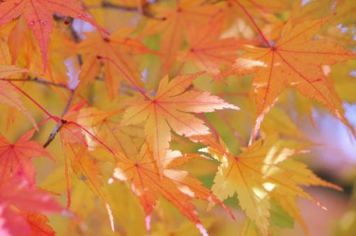 色づく紅葉 色づく紅葉の写真