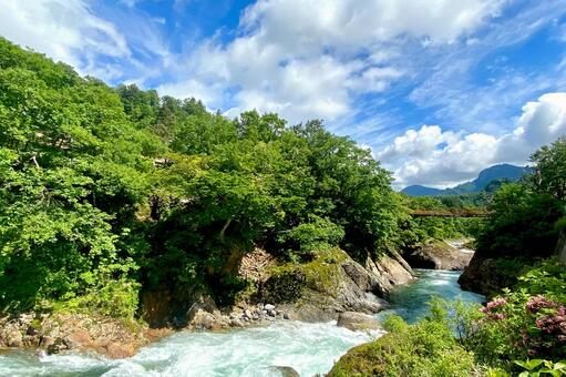 夏の小国町の風景:玉川の渓流と山間の橋 夏,風景,山の写真素材