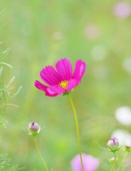 濃いピンクのコスモスと蕾(縦) 濃いピンクのコスモスと蕾(縦) コスモス,ピンク,花の写真素材