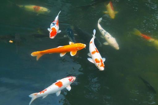 堀の池を泳ぐ綺麗なニシキゴイ 堀の池を泳ぐ綺麗なニシキゴイの写真