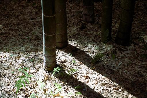 竹と影 竹と影の写真