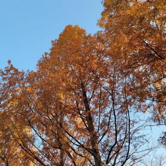 紅葉 メタセコイヤ,紅葉,秋晴れの写真素材